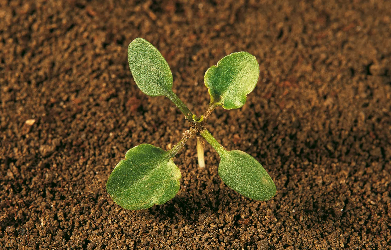 Rich Text_Viola_arvensis_3.jpg